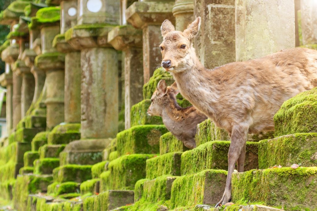 整個奈良都是鹿的遊樂場？日本攝影師鏡頭下，被鹿群佔領的奇幻都市景色