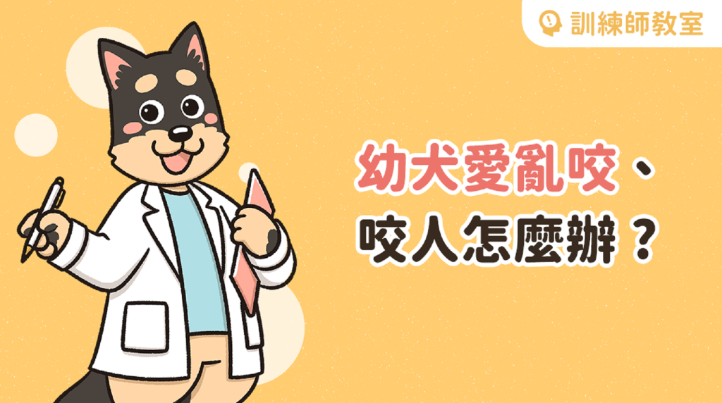 幼犬咬人怎麼辦？2 重點改善亂咬咬壞習慣！