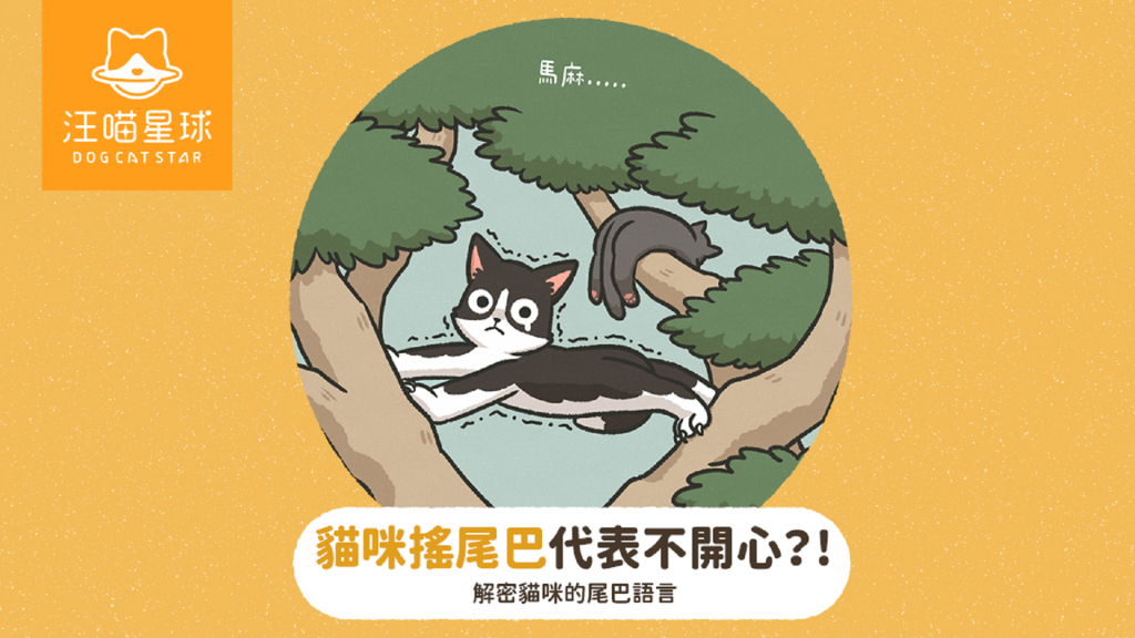 貓咪搖尾巴不是開心？5 種貓咪尾巴語言大解密！