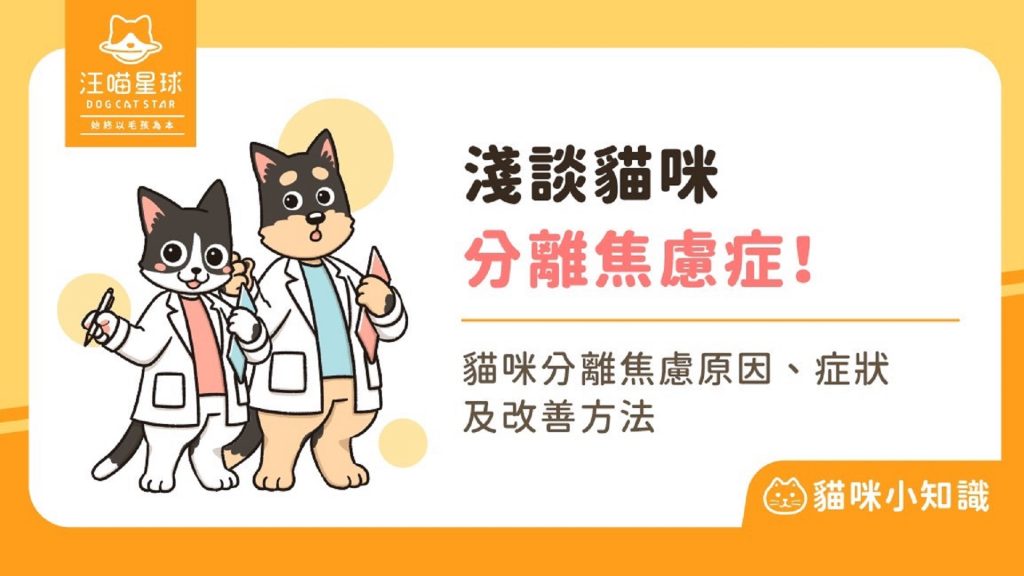 貓咪也有分離焦慮？了解可能原因、3 招緩解獨處焦慮！