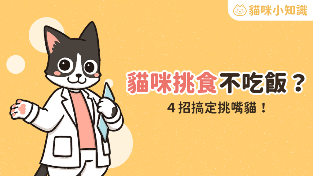 貓咪挑食怎麼辦?4 招讓挑嘴貓乖乖吃飯!