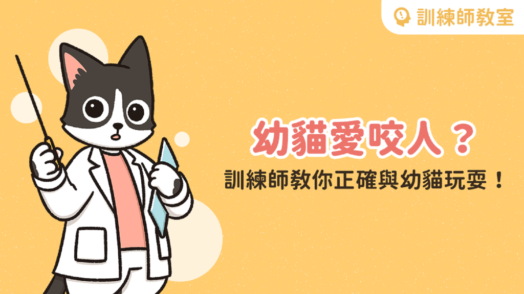 幼貓咬人怎麼教？2 大方法改善咬咬壞習慣！