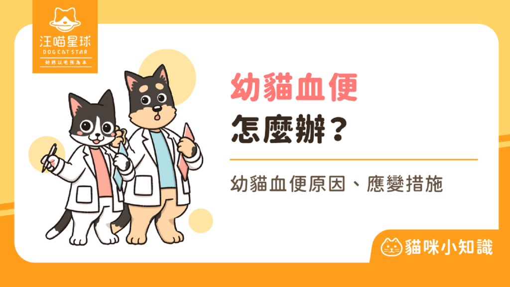 幼貓血便怎麼辦？5 個照護重點一次看懂！
