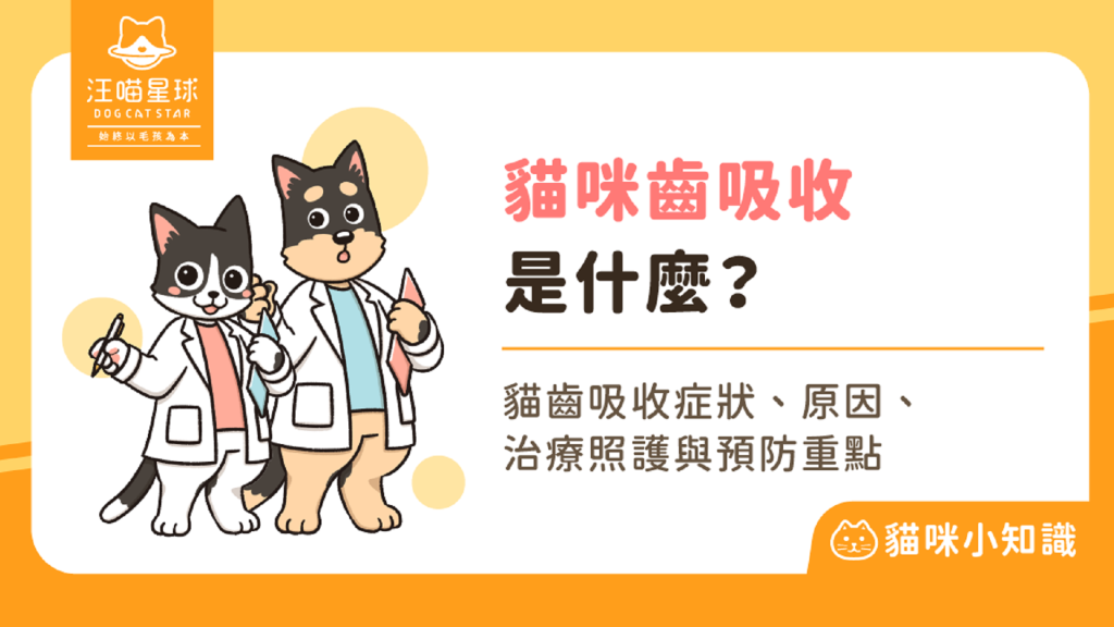貓咪牙齒不見了？貓齒吸收症狀與治療重點一次看懂！